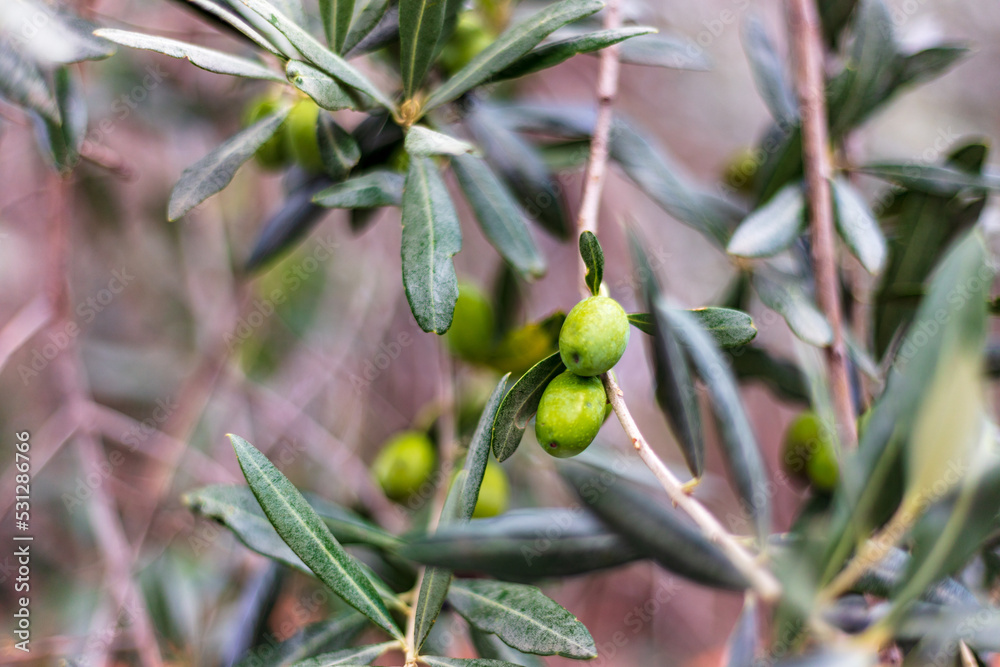 Fototapeta premium green and black olives on a tree branch, olive branch with olives, buds of a tree
