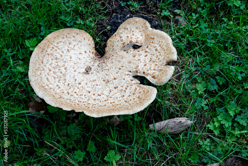 Fungus growing in the grass in the English countryside