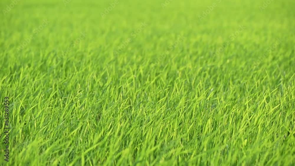 Rice field blowing in plantation at countryside Rice field blowing in plantation at countryside