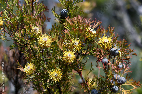 Australian native broad-leaf drumstick flowers and fruit, Isopogon anemonifolius, growing in Sydney woodland, New South Wales, Australia. Spring flowering photo