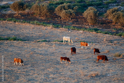 Cows on the pasture. golden houre view. photo