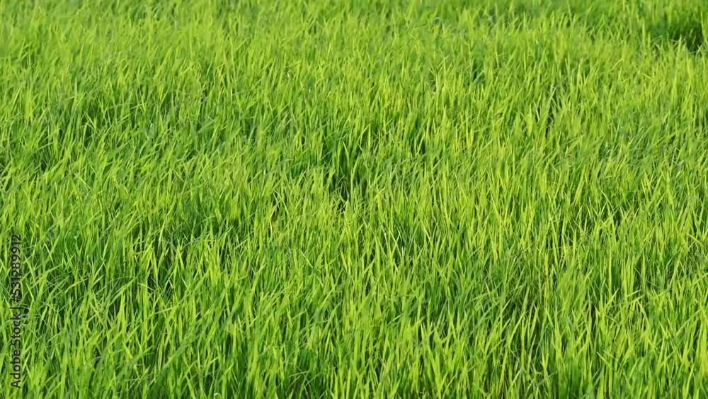 Rice field blowing in plantation at countryside Rice field blowing in plantation at countryside