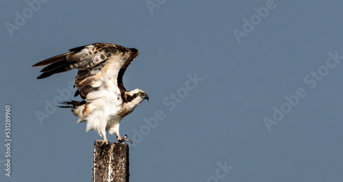Osprey