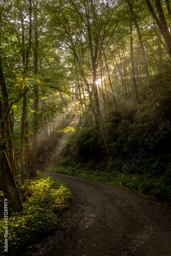 Sunburst and Fog Create Beautiful Light Shafts Over Balsam Mountain Road