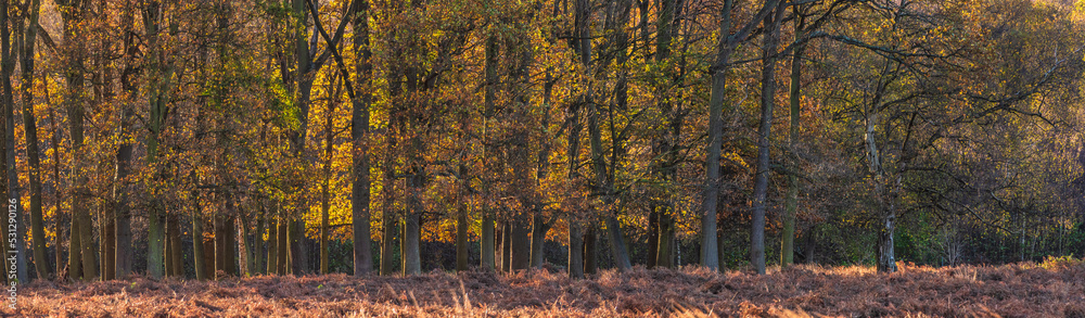 Beautiful large panorama Autumn Fall landscape image of backlit forest during sunrise give golden glow to all trees