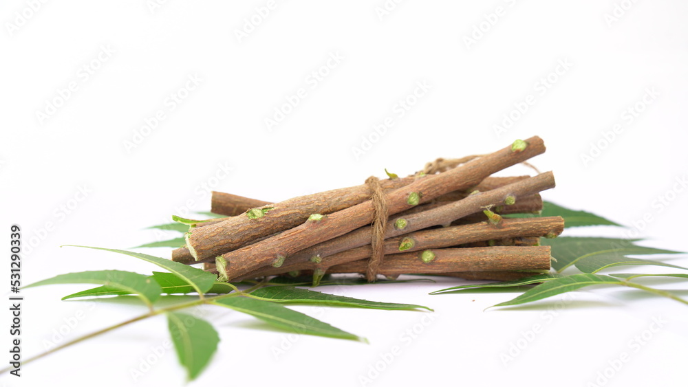 Medicinal neem twigs. Herbal neem leaves and branch over white background. Azadirachta indica - A branch of neem tree leaves. Natural Medicine.