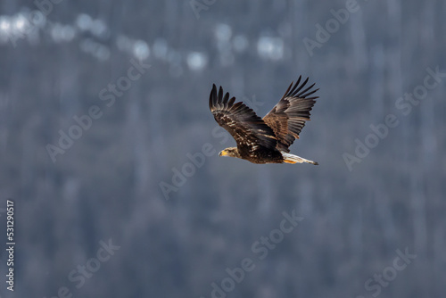 A Bald Eagle soars over the Lamar River in Yellowstone National Park looking for fish in early spring