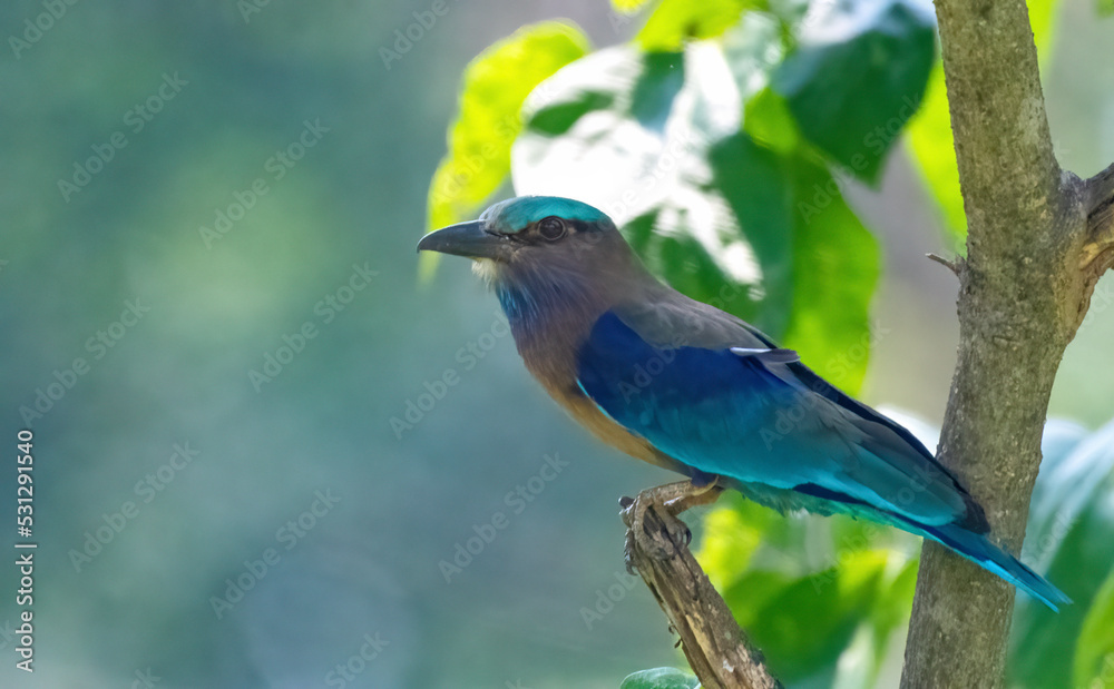 Fototapeta premium Indochinese Roller