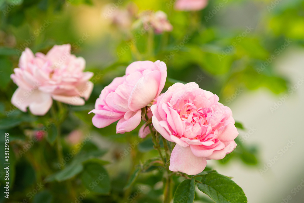 Pink damask rose flowers (rosa damascena). Close up view.