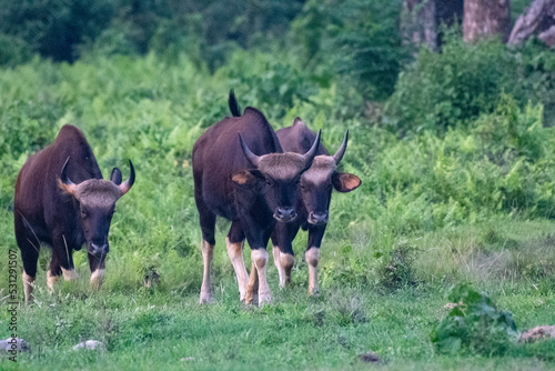 gaur in the field