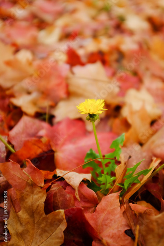 alone flower in maple leaves in autumn foliage background