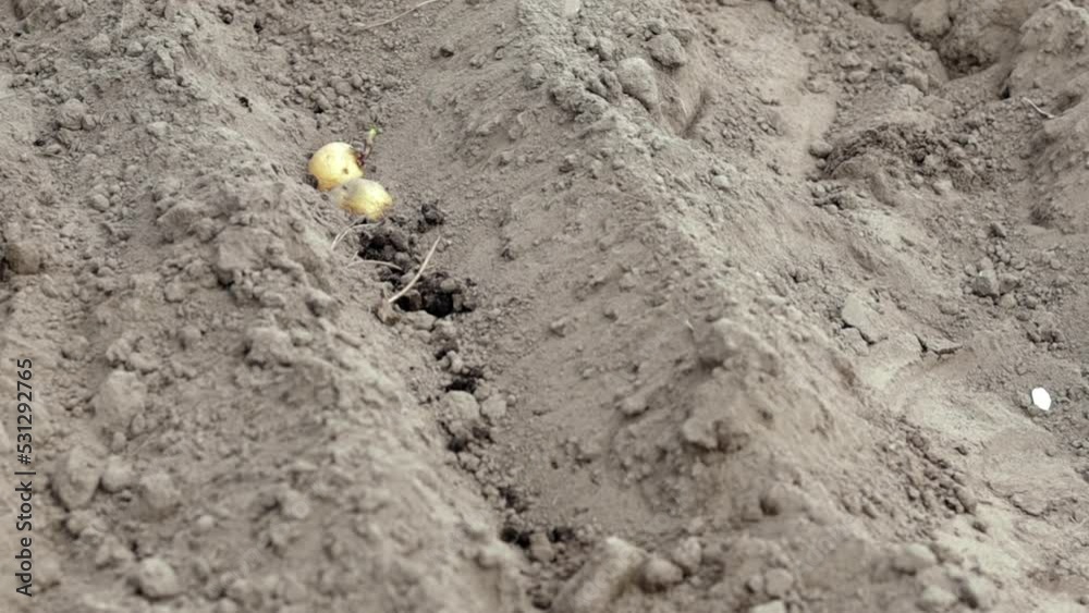 Sprouted potato tuber in the ground when planting. Early spring preparation for the garden season. Potato tuber close-up in a hole in the ground. Seed potatoes. Seasonal work. Sprouted potato tuber in the ground when planting. Early spring preparation for the garden season. Potato tuber close-up in a hole in the ground. Seed potatoes. Seasonal work.