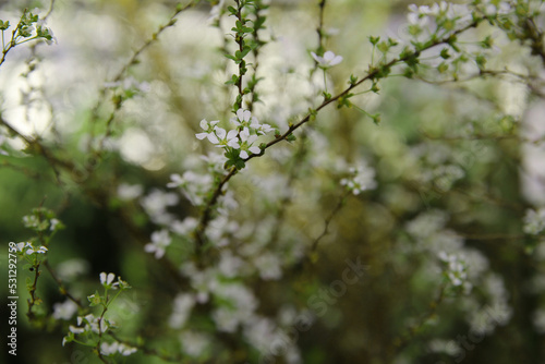 blurred floral background, blooming white shrub in spring