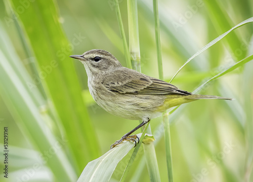 Stampa su tela A palm warbler perched on a grass blade