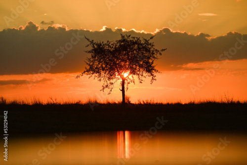 sunrise over the alone tree