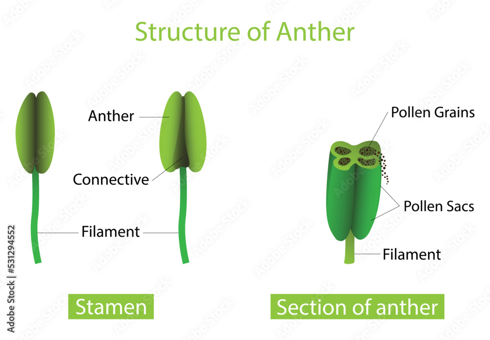illustration of biology and plant kingdom, Structure of Anther, stamen