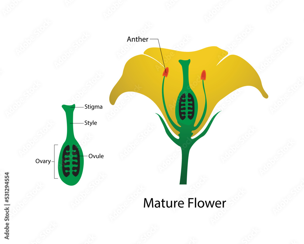 illustration of biology and plant kingdom, stamen and carpel mature
