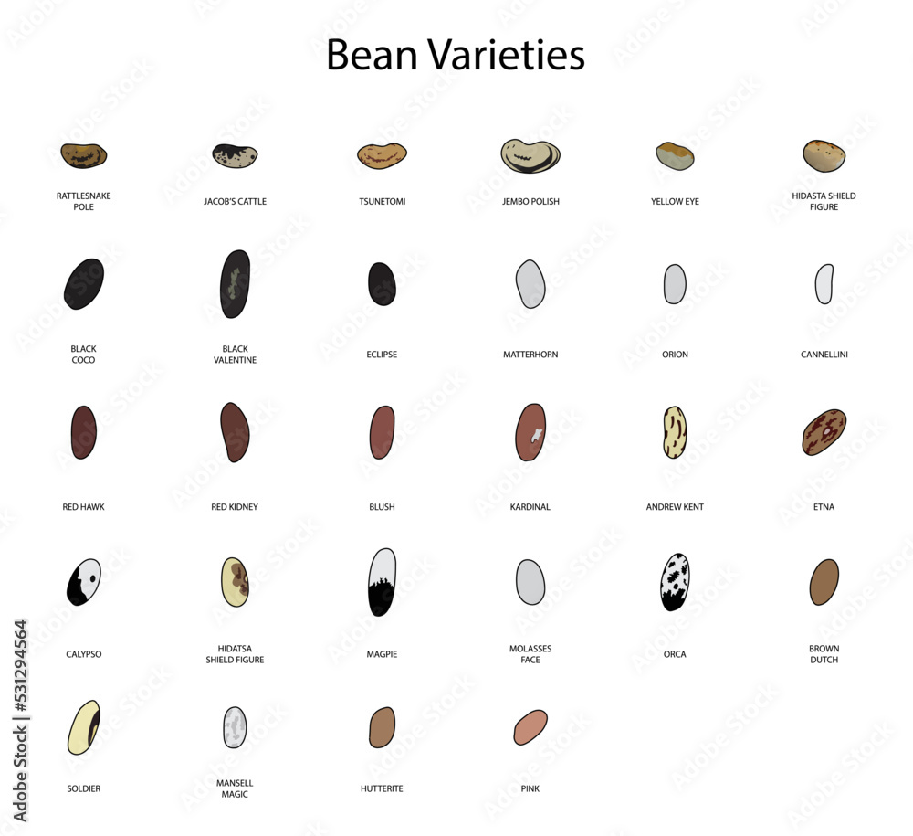 illustration of biology and agriculture, Bean Varieties, Types of Beans ...