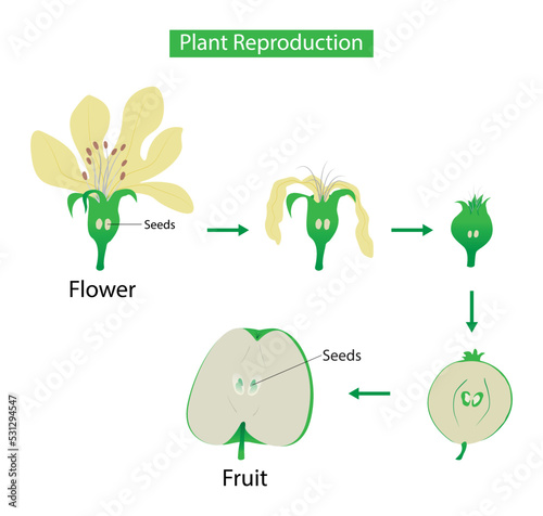 illustration of biology, Plant Reproduction, Flowering plants reproduce sexually through a process called pollination, sexual reproduction, new plants are obtained from seeds photo