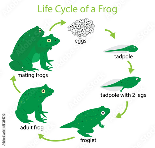 illustration of biology and animals, Life cycle of a frog,  life cycle of a frog consists of three stages, egg, larva, adult,  breeding season for frogs usually occurs during during the rainy season