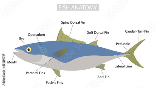 illustration of biology and animals, morphology of fish,  fish body is composed mainly of a large lateral muscle on each side of the backbone, External Anatomy