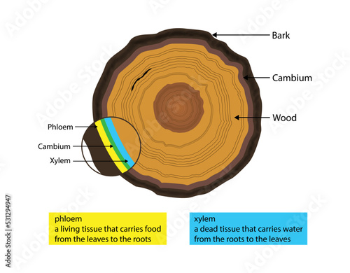 illustration of biology and plant kingdom, layer of wood, cambium layer lies between the outer bark and inner bark of a tree, Cross section of a tree  photo