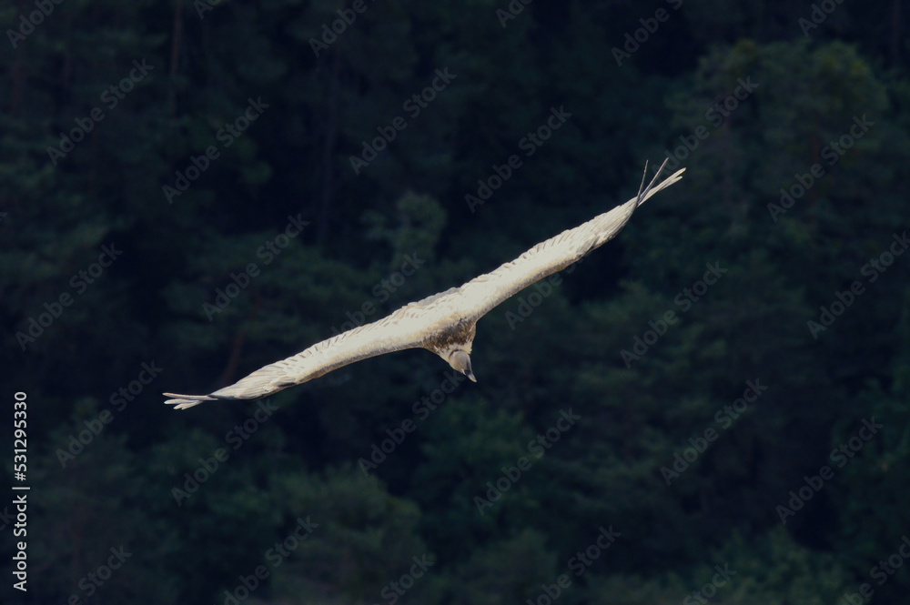 Griffon Vulture in the Gorge of Verdon, France Griffon Vulture in the Gorge of Verdon, France