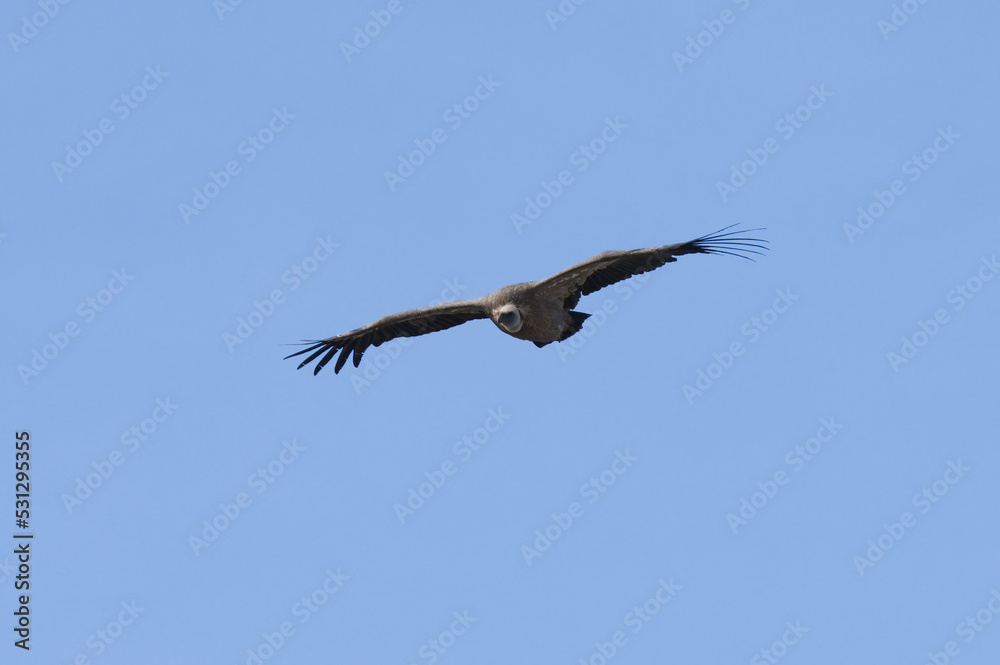 Griffon Vulture in the Gorge of Verdon, France Griffon Vulture in the Gorge of Verdon, France