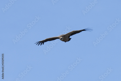 Griffon Vulture in the Gorge of Verdon  France