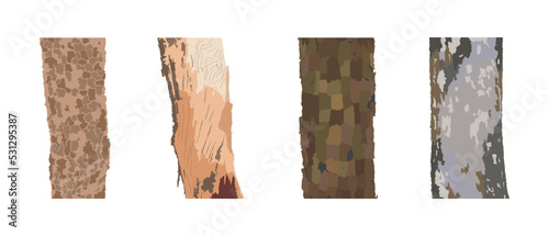 illustration of biology and plant kingdom, Tree Bark Texture, Bark is the outermost layers of stems and roots of woody plants, Plants with bark include trees, woody vines and shrubs
