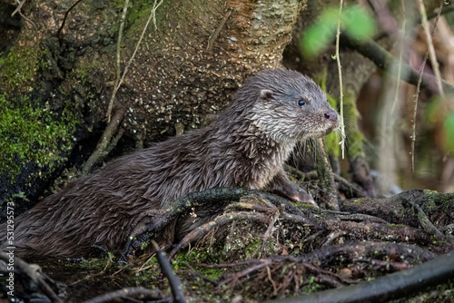 Otter