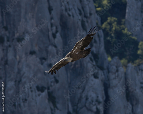 Griffon Vulture in the Gorge of Verdon  France