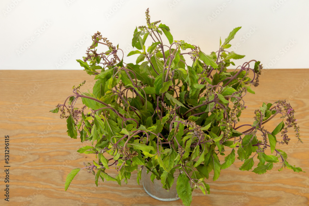 Blooming tulsi (holy basil, Indian basil) in tin metal bucket vase. Blooming tulsi (holy basil, Indian basil) in tin metal bucket vase.