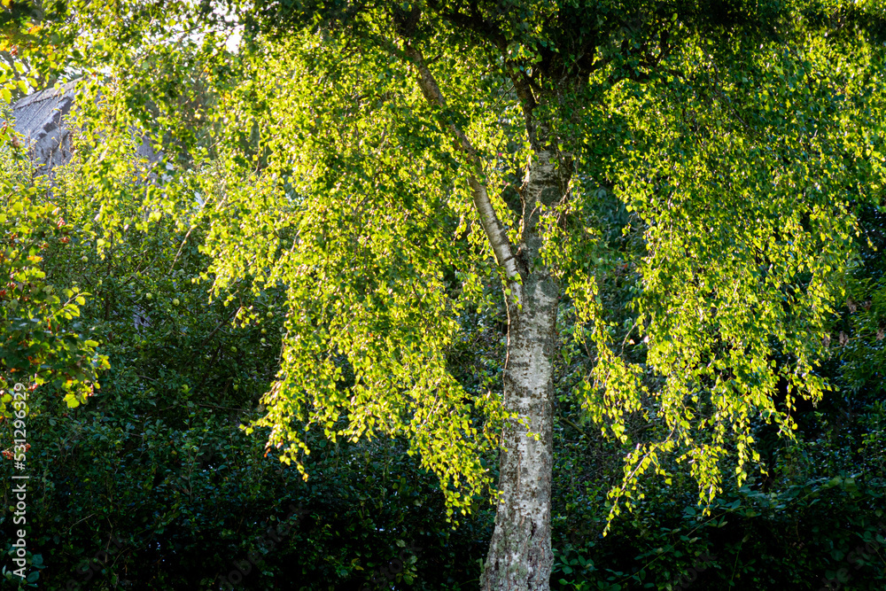 Fototapeta premium Backlit birch in a rural village