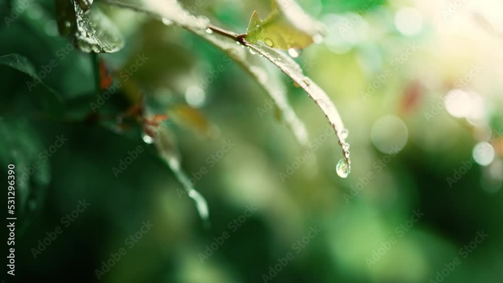 Close up - Rain droplet falling from fresh green leaf, raining shower in the dense forest, close-up of rainfall in jungle. Close up - Rain droplet falling from fresh green leaf, raining shower in the dense forest, close-up of rainfall in jungle.