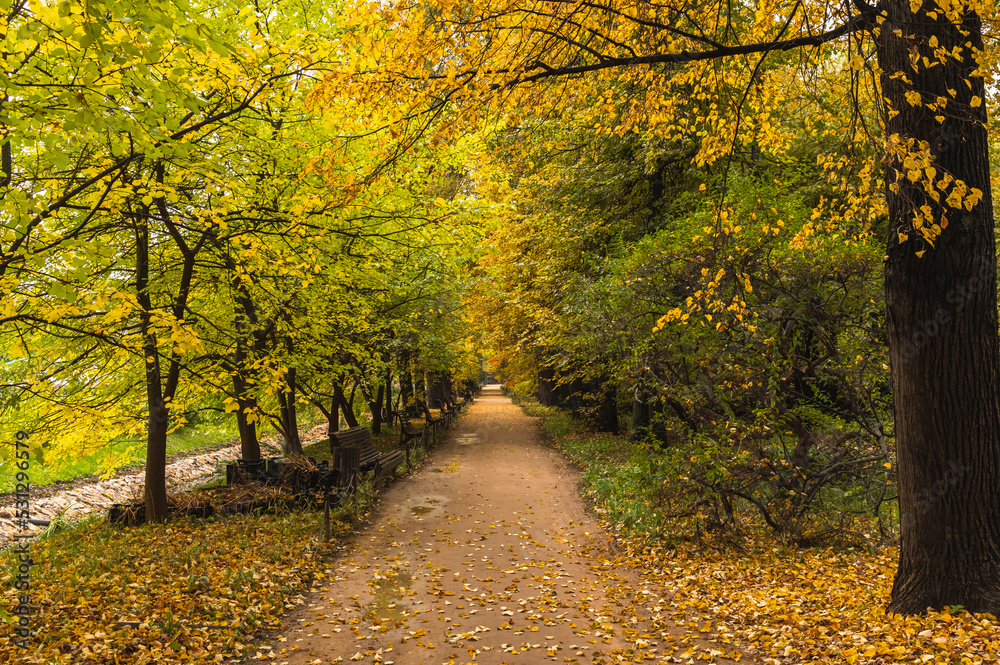 An alley in an autumn park covered with yellow leaves on a cloudy day.