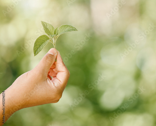 Healthy plant leaf bokeh with green background, vibrant leaves in summer and to care for a botanical garden. Natural gardening, sustainable environmental care and organic gardening in spring is key