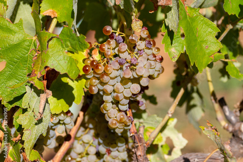 Bunches of grapes of the Macabeo variety ready to be harvested and slightly affected by the hail of a storm