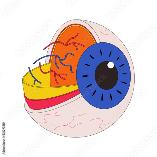 Vector outline illustration of a human eye cross section. White background.