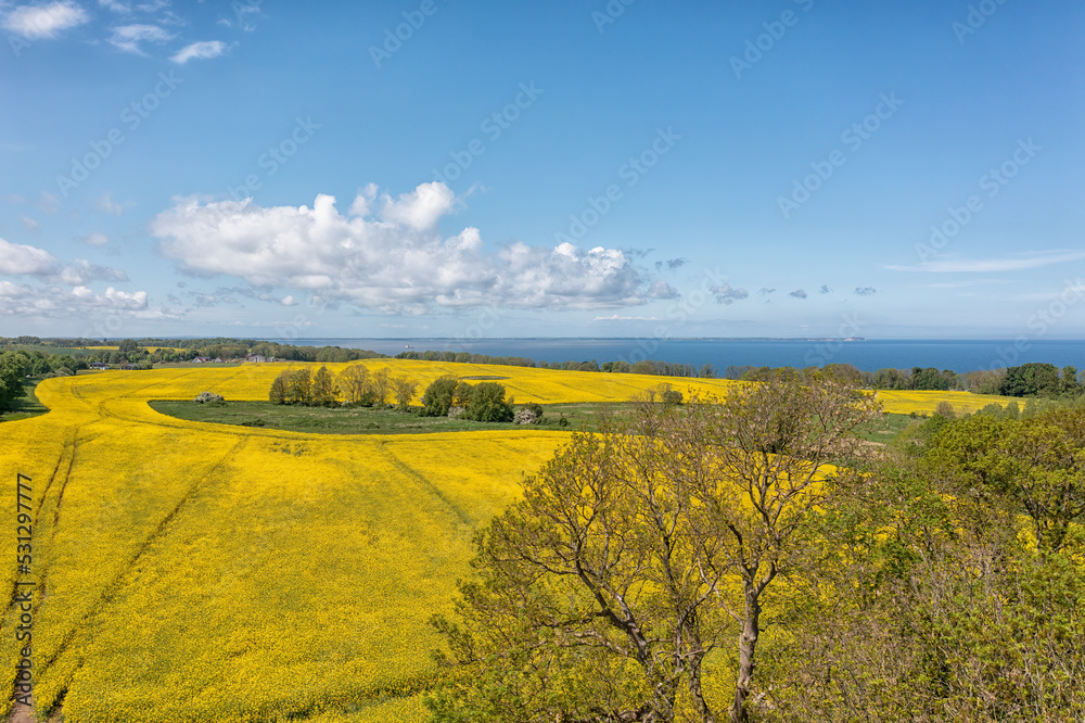 The island Ruegen Germany with many rape fields and lighthouse