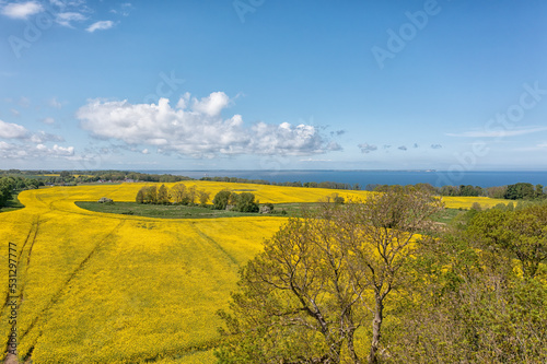Obraz na płótnie The island Ruegen Germany with many rape fields and lighthouse w salonie