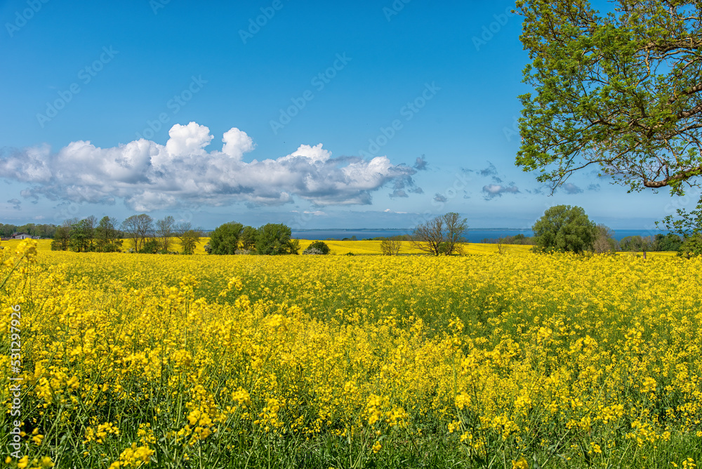 The island Ruegen Germany with many rape fields and lighthouse