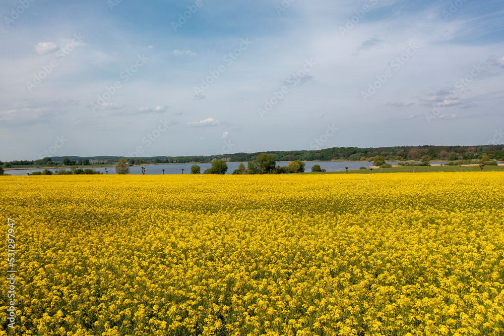 The island Ruegen Germany with many rape fields and lighthouse