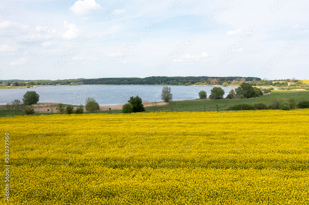 The island Ruegen Germany with many rape fields and lighthouse
