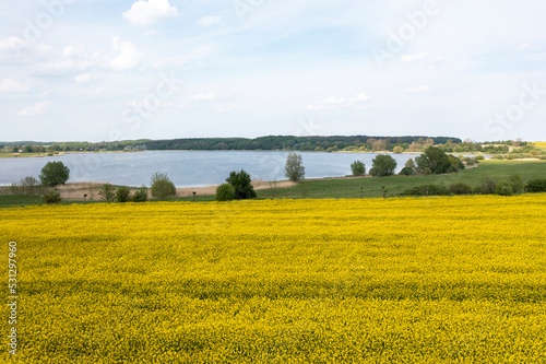 Obraz na płótnie The island Ruegen Germany with many rape fields and lighthouse w salonie