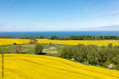 The island Ruegen Germany with many rape fields and lighthouse