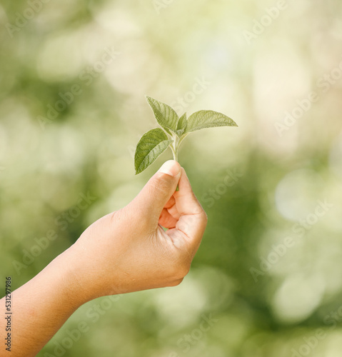Hand of child with natural, healthy green plant and shown against a bokeh blurred background. Out in nature sunlight lights the leaf, from organic and ecofriendly sustainability conservation gardens