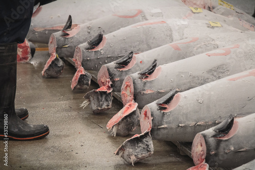 Visiting the Tsukiji fish market tuna auction, Tokyo, Japan