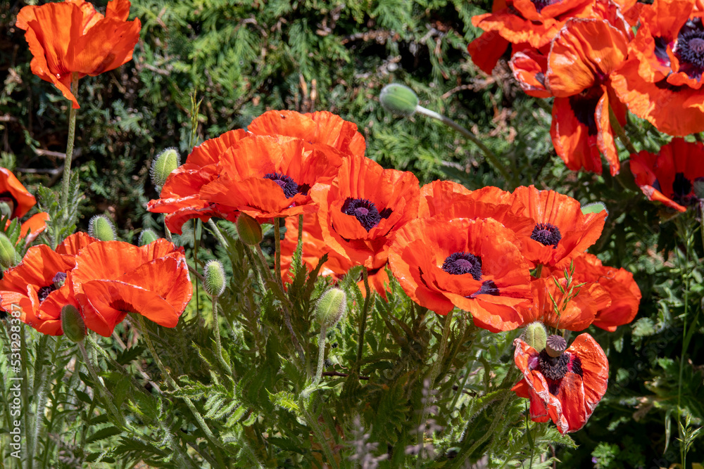 Poppies in the sun