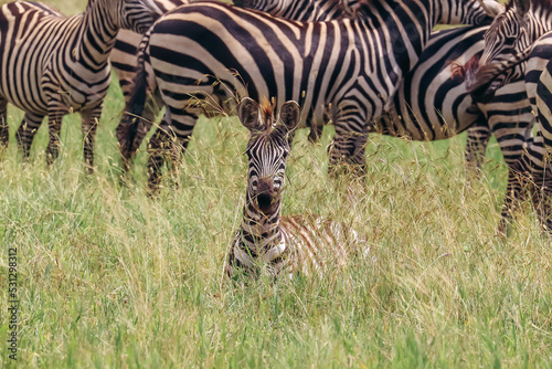 Baby zebra resting in the Serengeti grass